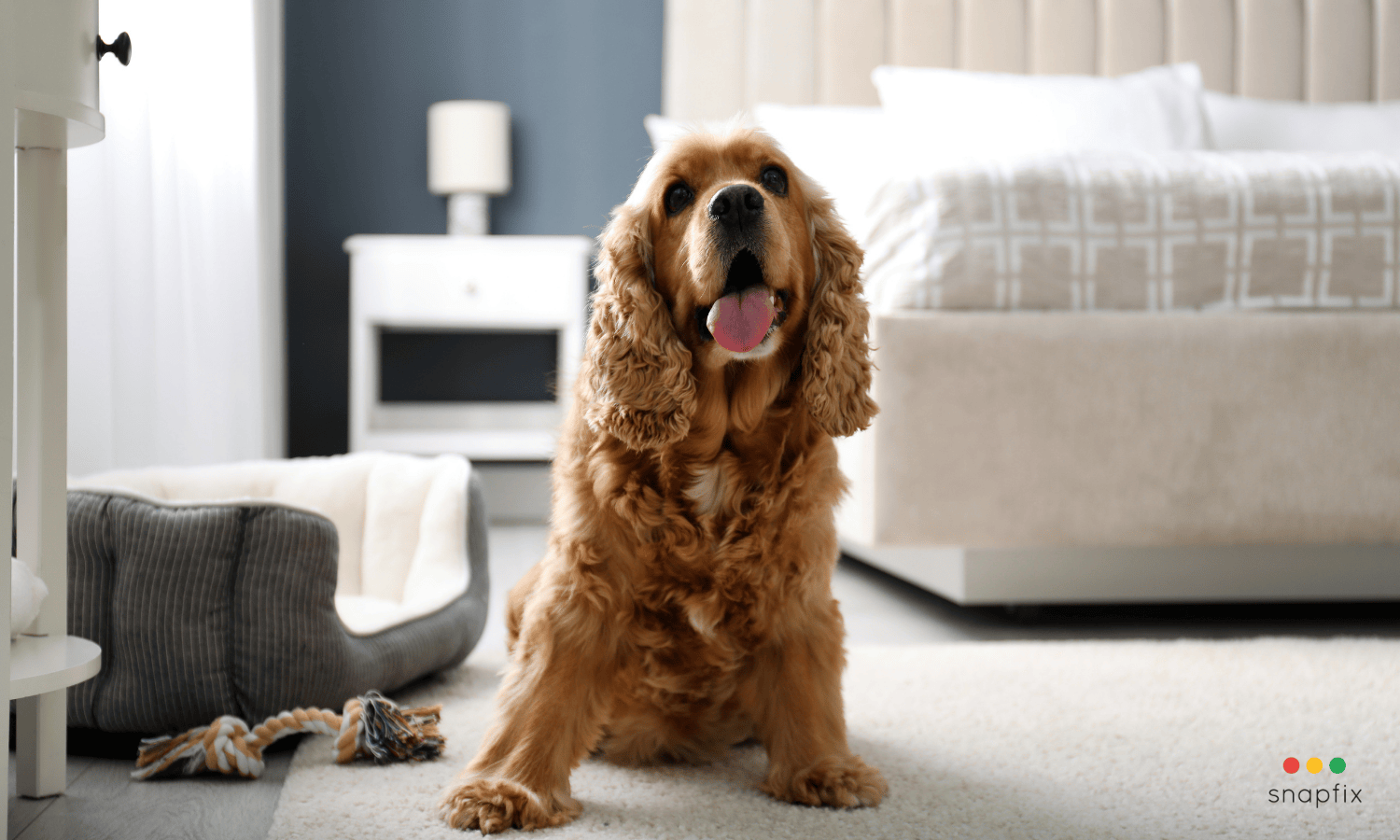 Challenges of Running a Dog-Friendly Hotel